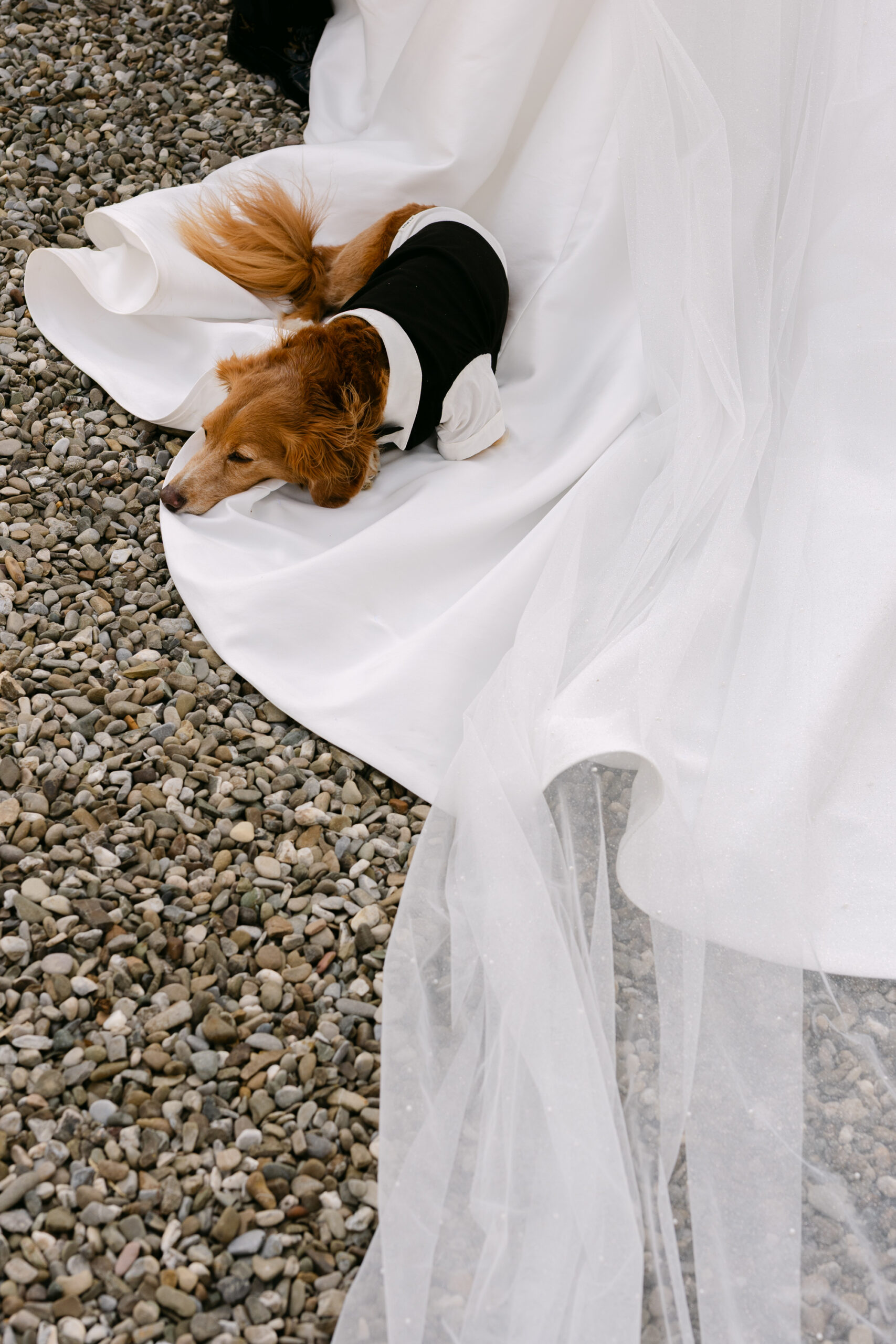 The couple’s dog Winston resting beside the bridal gown train at a Tuscany destination wedding